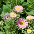 Flowers - Aster, Crego Mix - SeedsNow.com