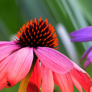 Wildflowers - Coneflower Scatter Garden Seed Mix - SeedsNow.com