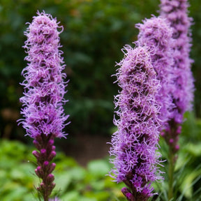 Close-up of vibrant purple Blazing Star flower spikes growing outdoors
