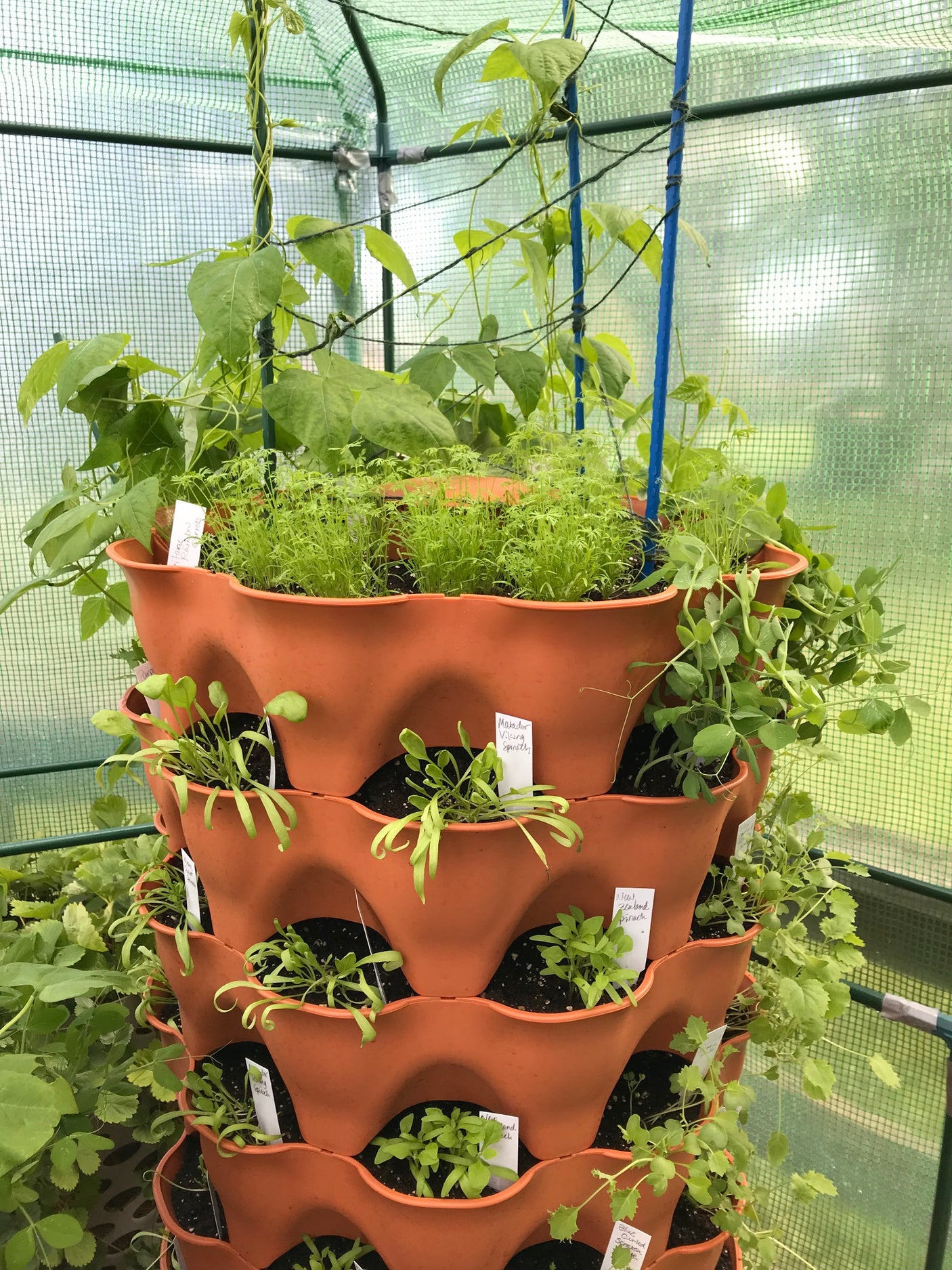 All-in-One Tower Garden Variety Pack - SeedsNow.com