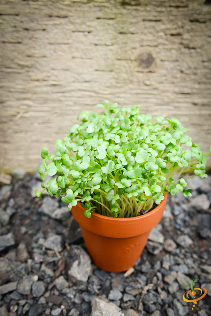 Sprouts/Microgreens - Mustard, Mizuna (Green).