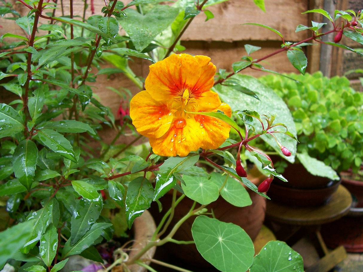 Nasturtium - Glorious Gleam - SeedsNow.com