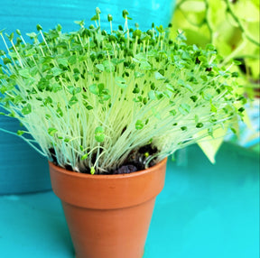Organic black chia seeds microgreens from SeedsNow, fresh sprouts with vibrant green leaves and tiny black seeds.