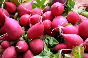 Radish - Beauty, Pink.